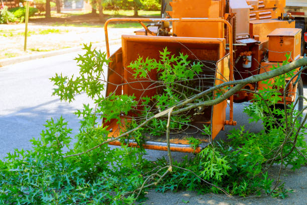 Best Seasonal Cleanup (Spring/Fall)  in Keokea, HI