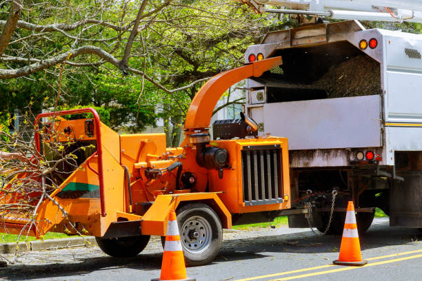 Best Tree Maintenance Programs  in Keokea, HI