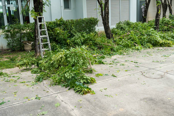 Best Tree Risk Assessment  in Keokea, HI