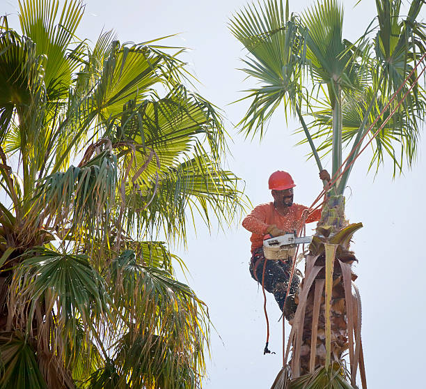 Best Storm Damage Tree Cleanup  in Keokea, HI